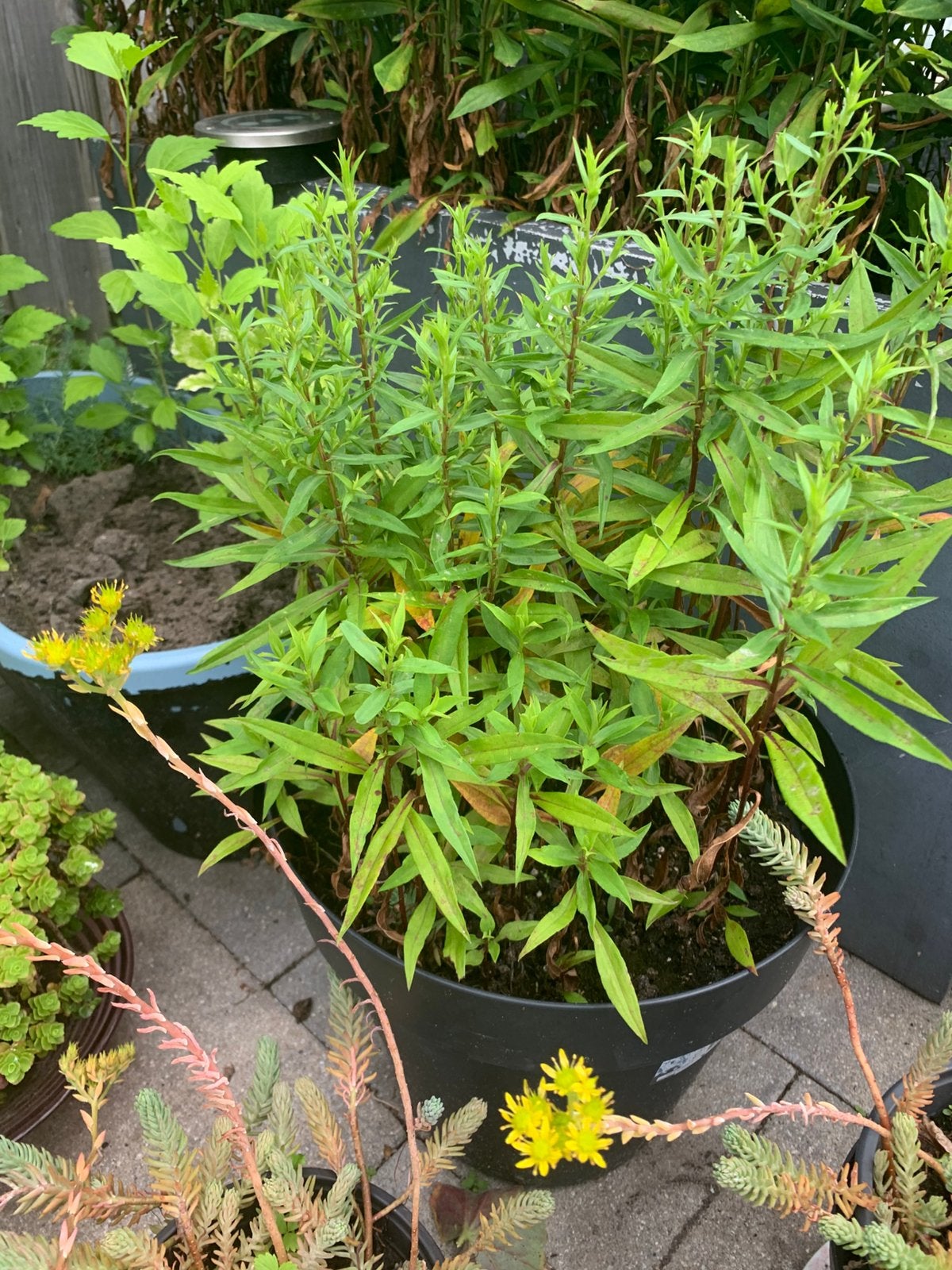 Herfstaster vaste tuin plant met pot €7, Tuin en Terras, Vijvers, Ophalen, Zo goed als nieuw