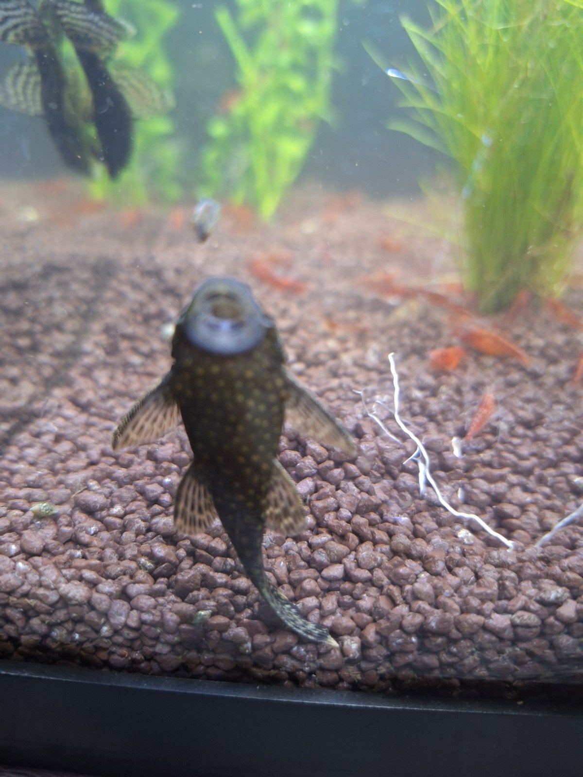algeneter rode garnaal, Kreeft, Krab of Garnaal, Zoetwatervis