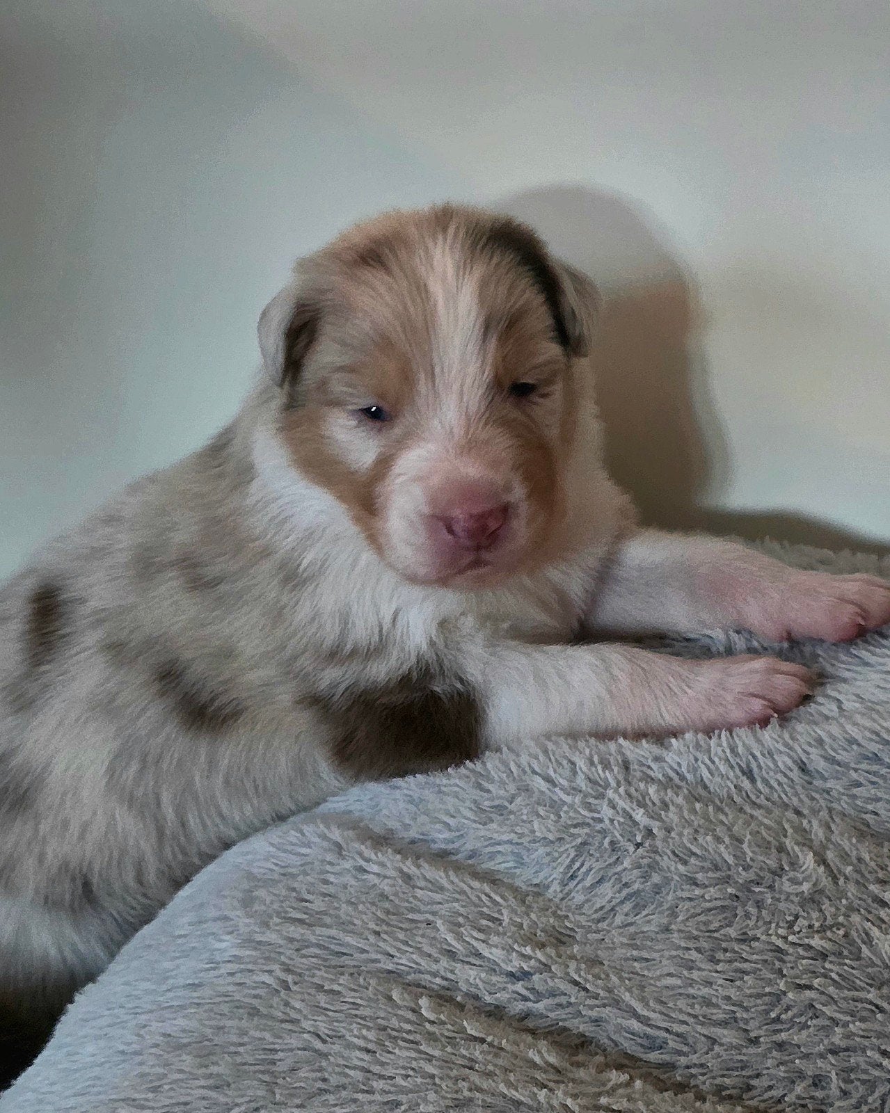 Prachtige Australian Shepherd pups, 8 tot 15 weken, Meerdere, Meerdere dieren, Herder