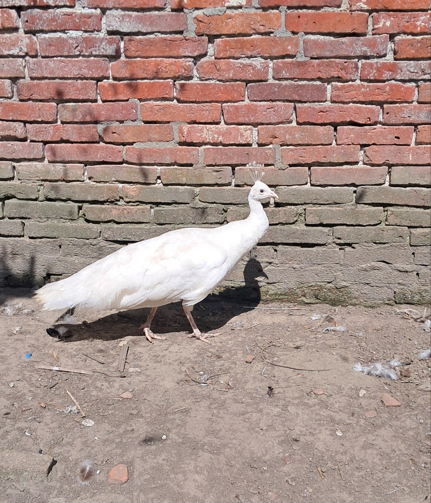 witte pauw hen, Dieren en Toebehoren, Vrouwelijk, Overige soorten