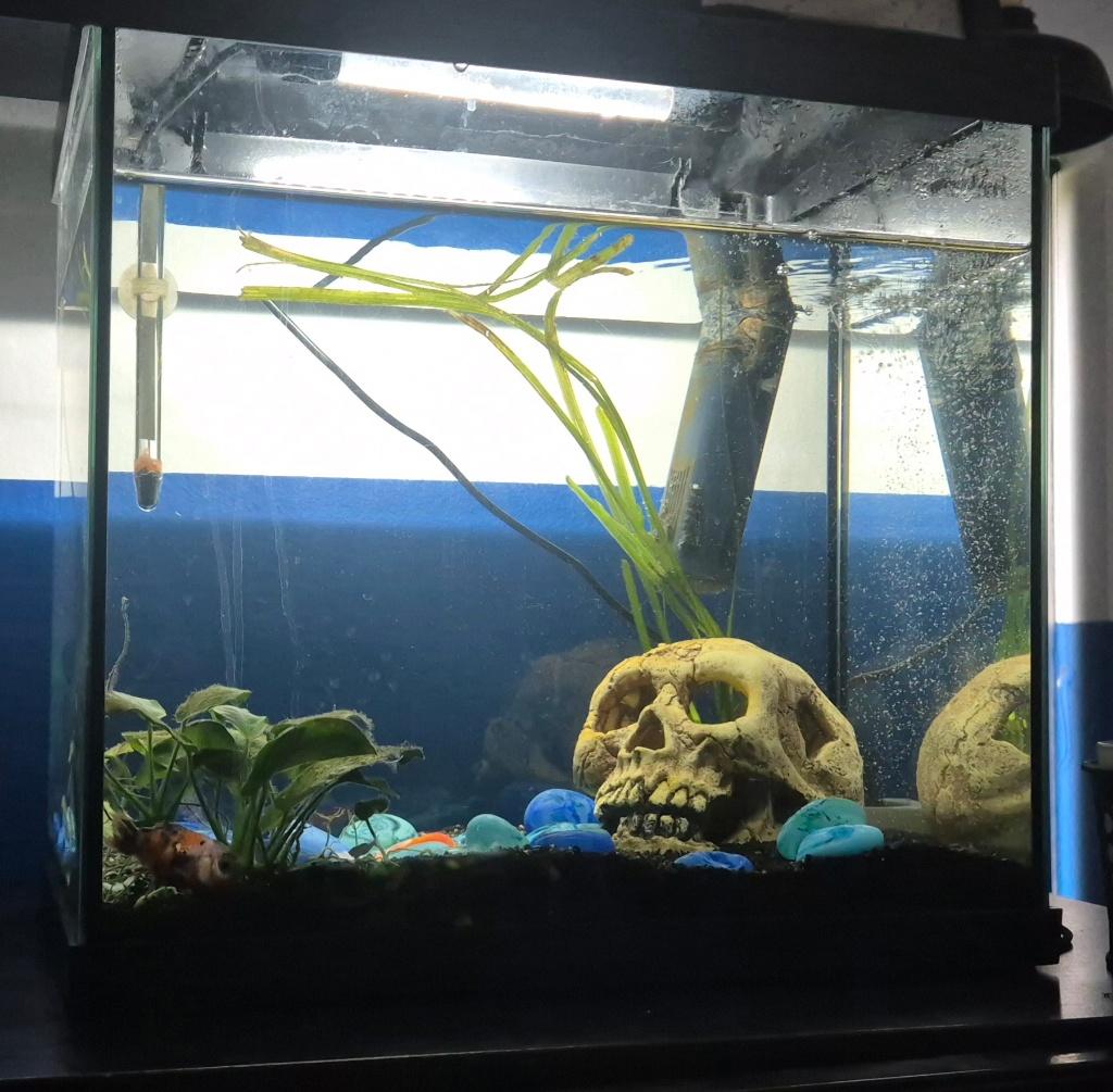 Aquarium, Dieren en Toebehoren, Vissen | Aquaria en Toebehoren, Ophalen, Inclusief toebehoren, Gebruikt, Leeg aquarium