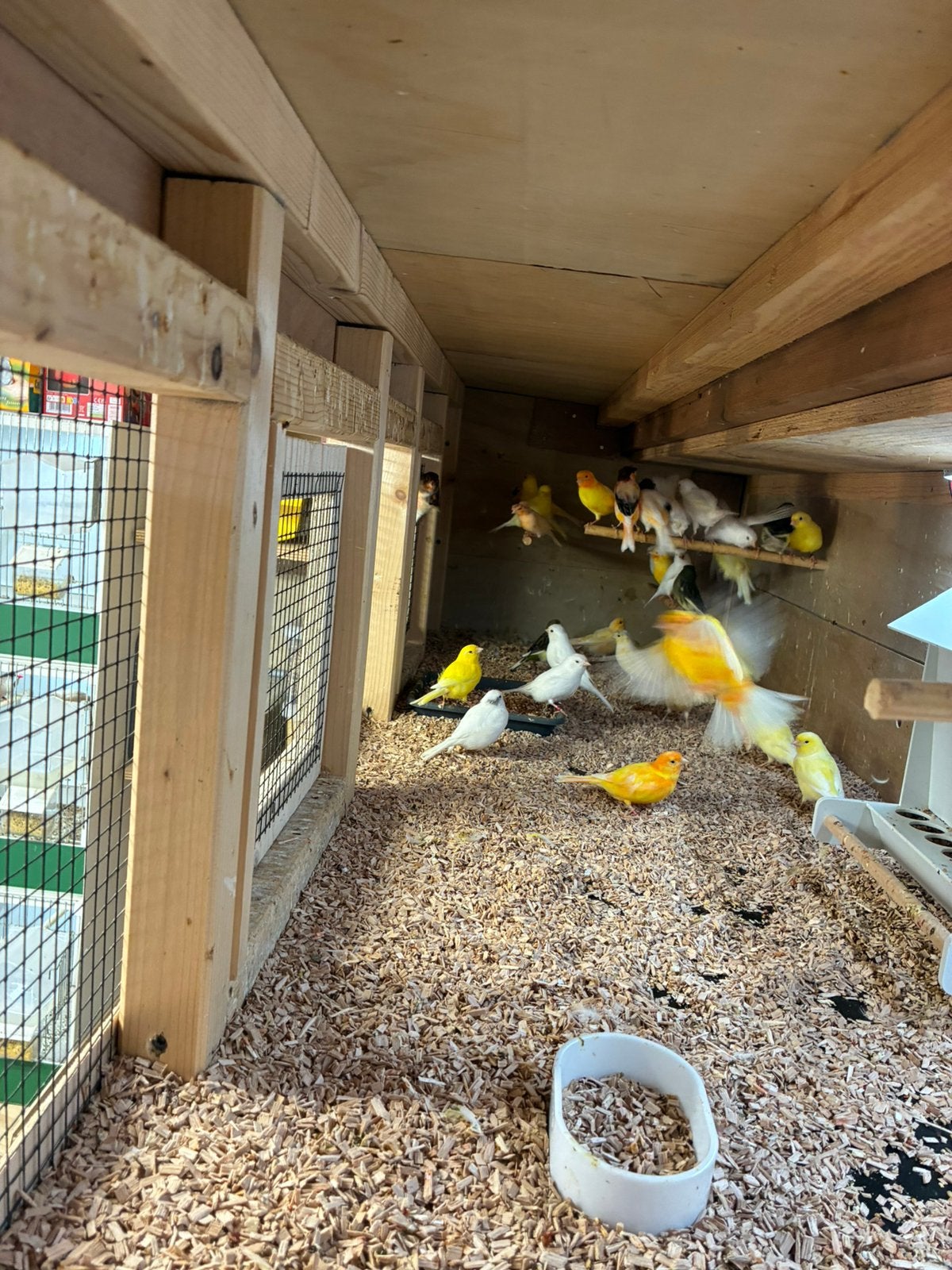 kanaries, Dieren en Toebehoren, Meerdere dieren, Kleurkanarie