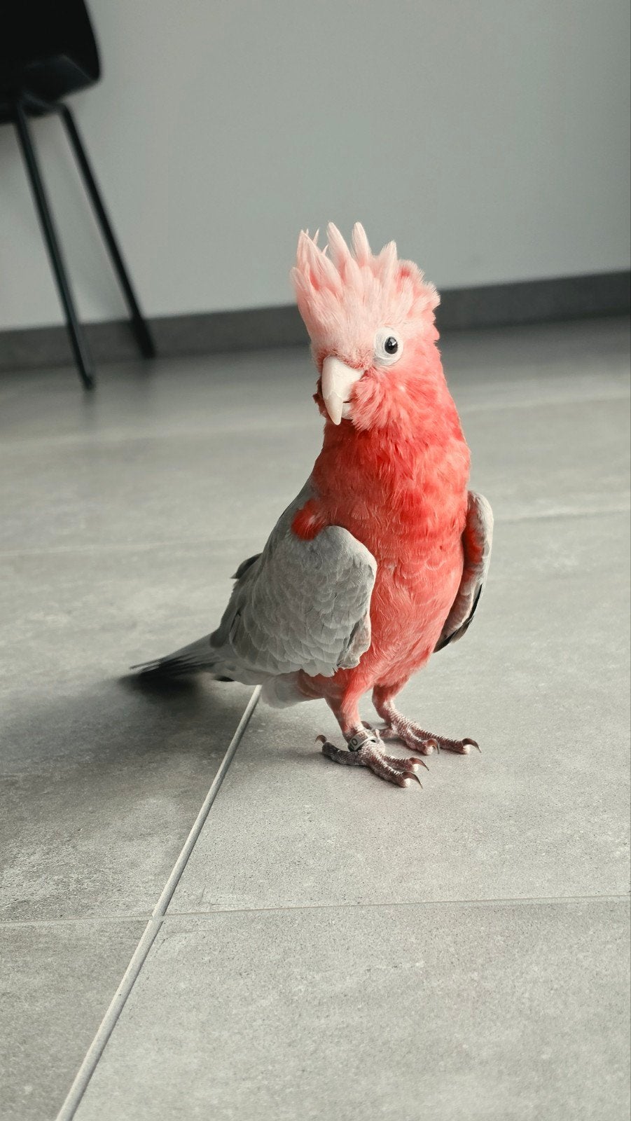 Superlieve, handtamme rosé kaketoe (man), Mannelijk, Papegaai, Geringd