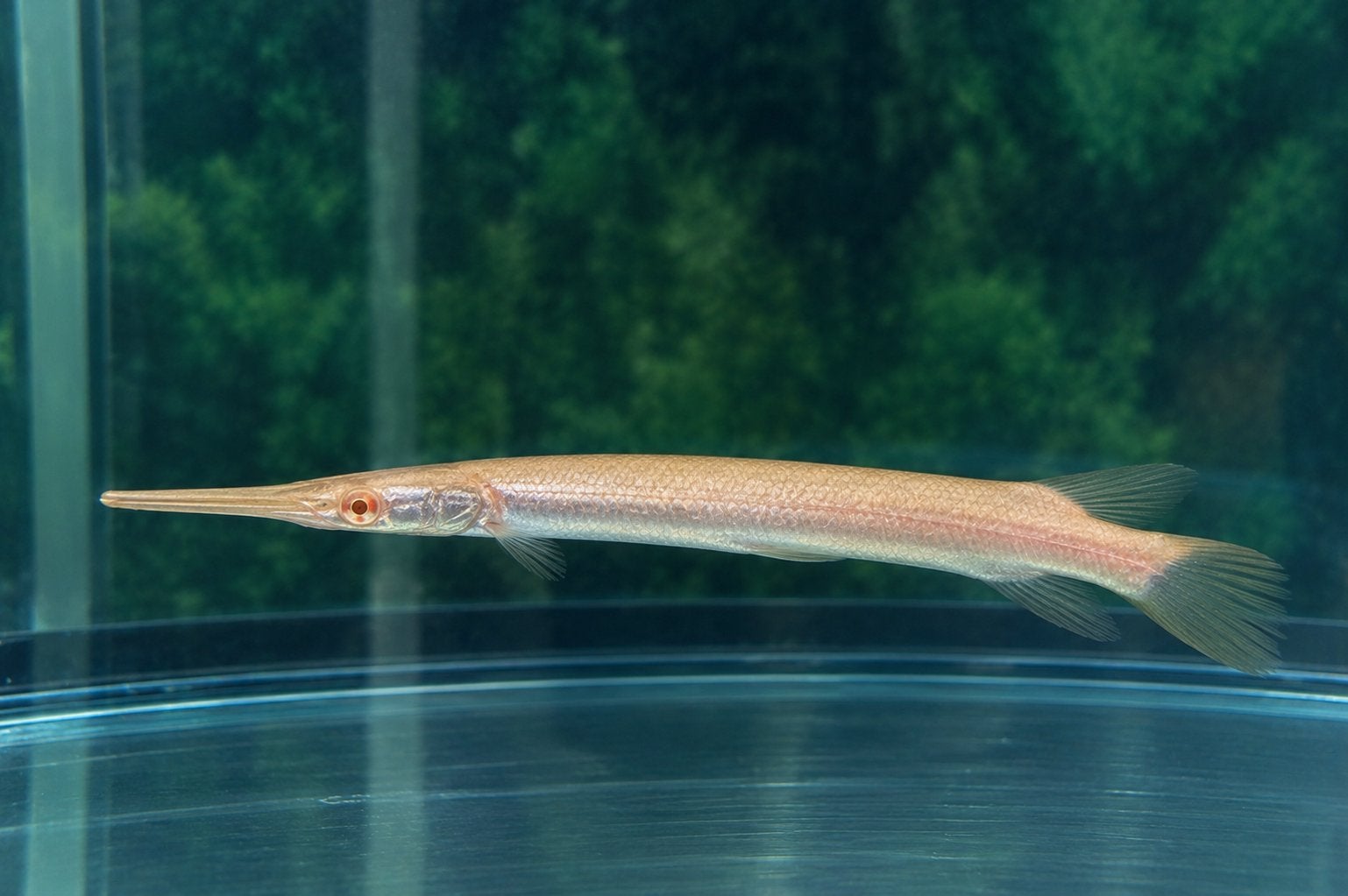 Albino Florida Gar - LEPISOSTEUS PLATYRHINCUS, Dieren en Toebehoren, Vis