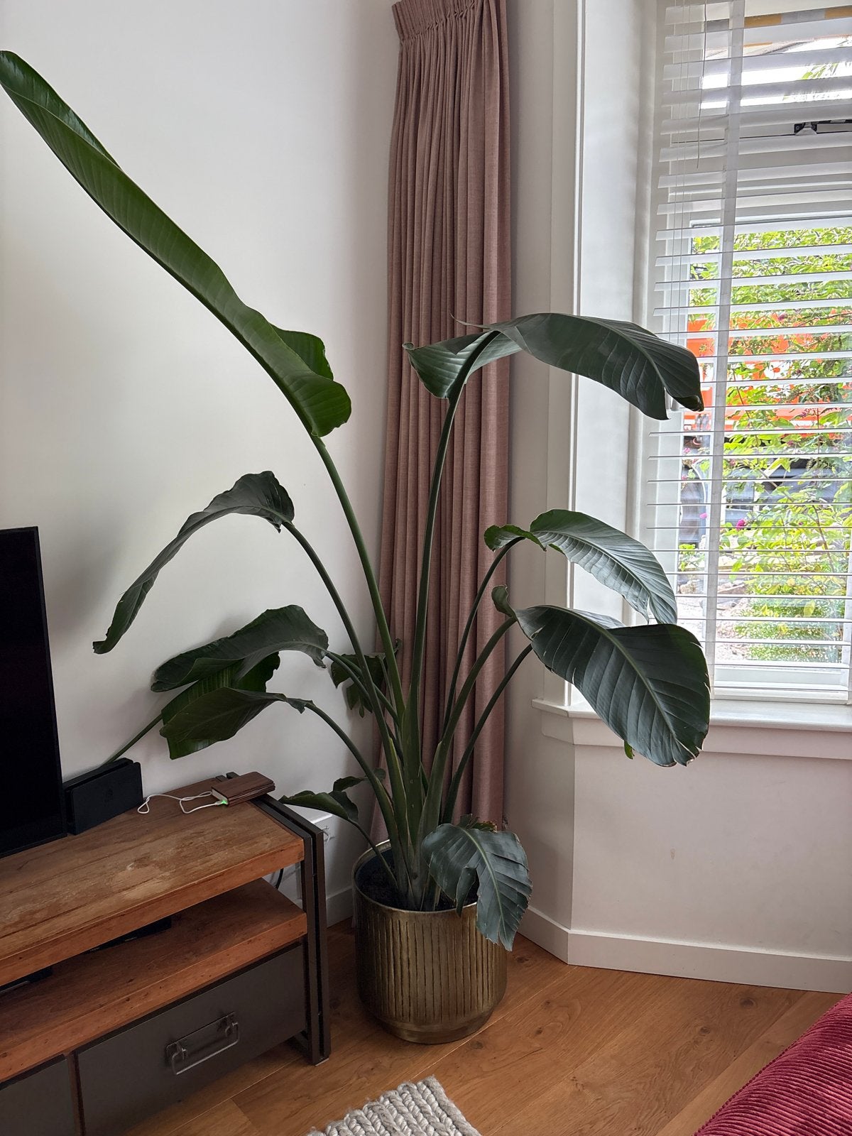 Mooie, levendige plant inclusief vaas/pot, Overige soorten, Vaste plant, Ophalen of Verzenden, Bloeit niet
