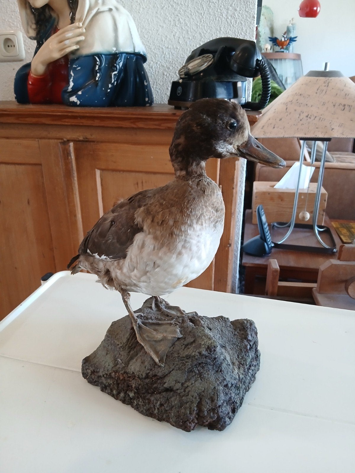 opgezette eend taxidermy, Verzamelen, Ophalen of Verzenden, Vogel, Opgezet dier