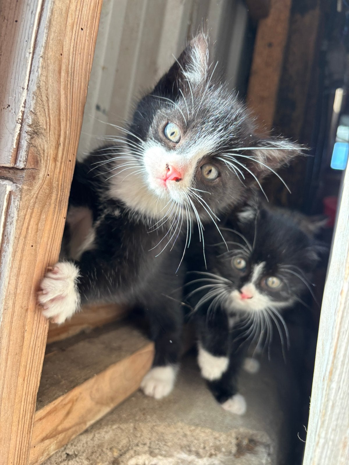 Boerderij kittens, Dieren en Toebehoren, Meerdere dieren, Kortharig, 0 tot 2 jaar