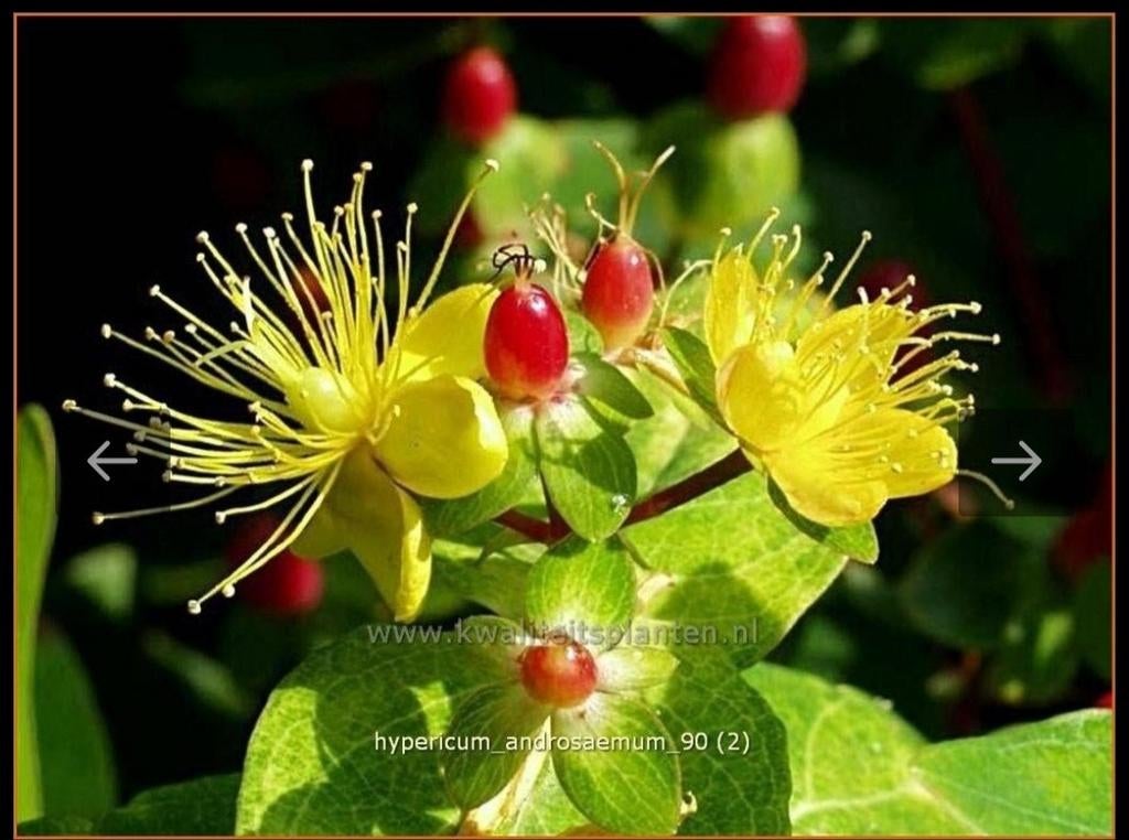 Te koop: Supermooie Hertshooi Mansbloed Hypericum inheems, Ophalen, Overige soorten, Volle zon