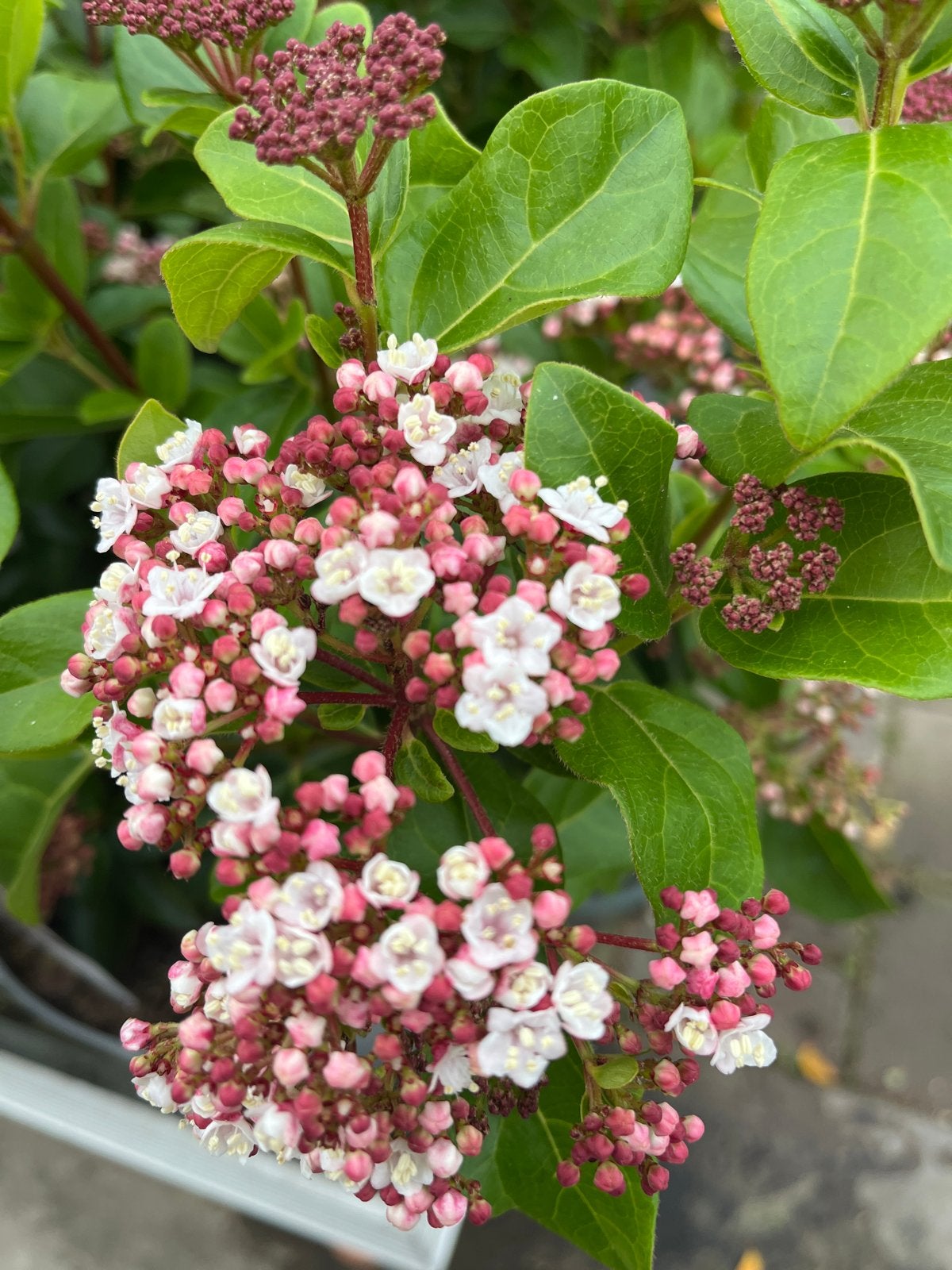 Viburnum Tinus 'Lisarose' PBR Sense - Winterharde Sneeuwbal, Tuin en Terras, Overige soorten, Volle zon, Vaste plant, Ophalen of Verzenden