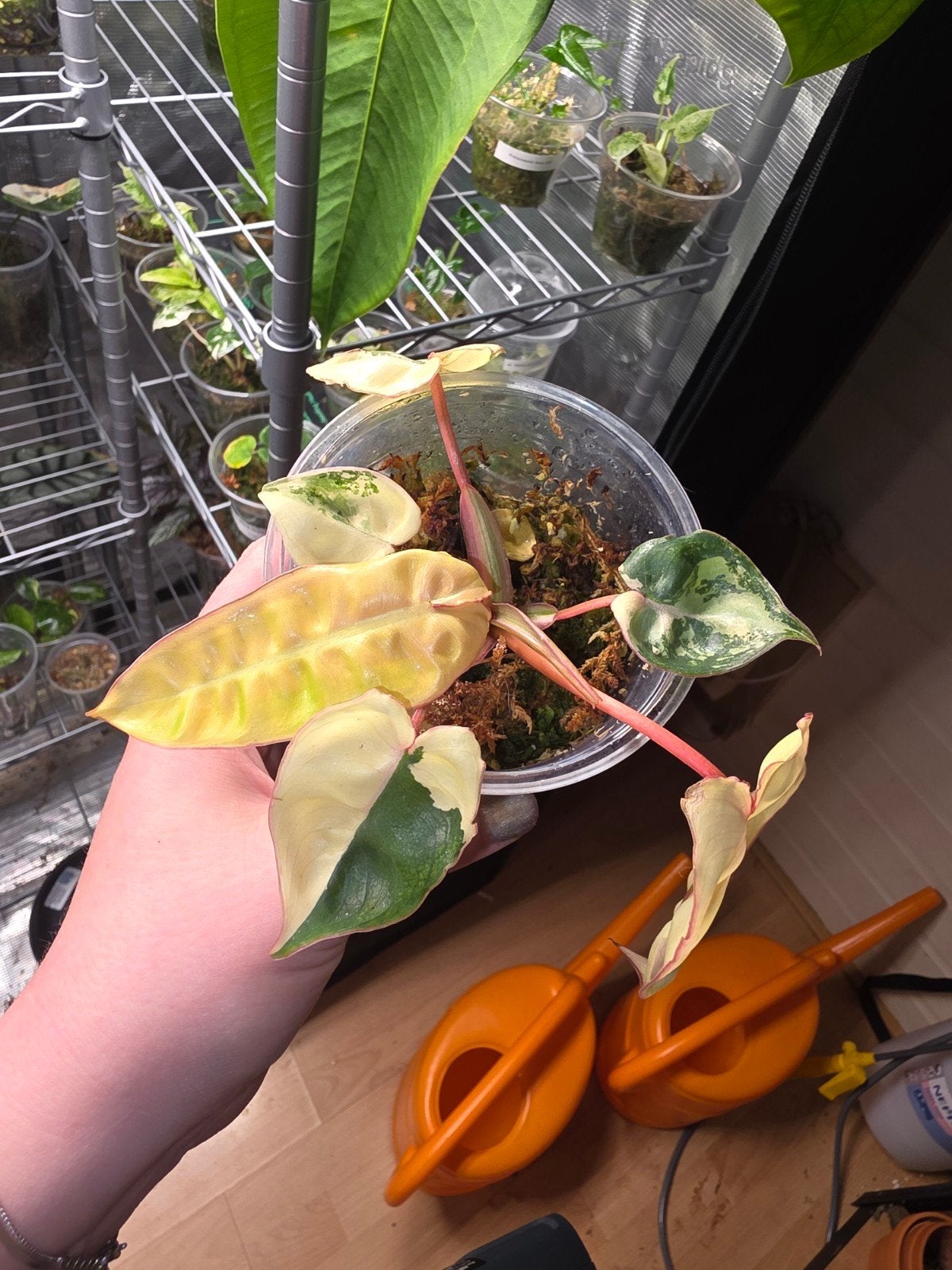 Philodendron billietiae variegata, Huis en Inrichting, Kamerplanten, Ophalen of Verzenden, Halfschaduw, Minder dan 100 cm