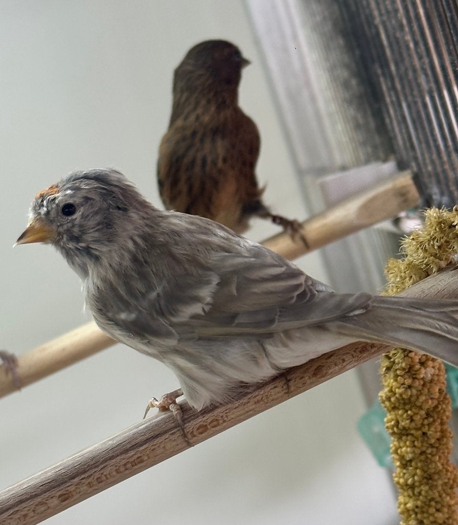 Barmsijsjes agaat bruin x wildkleur, Meerdere dieren, Wildzangvogel