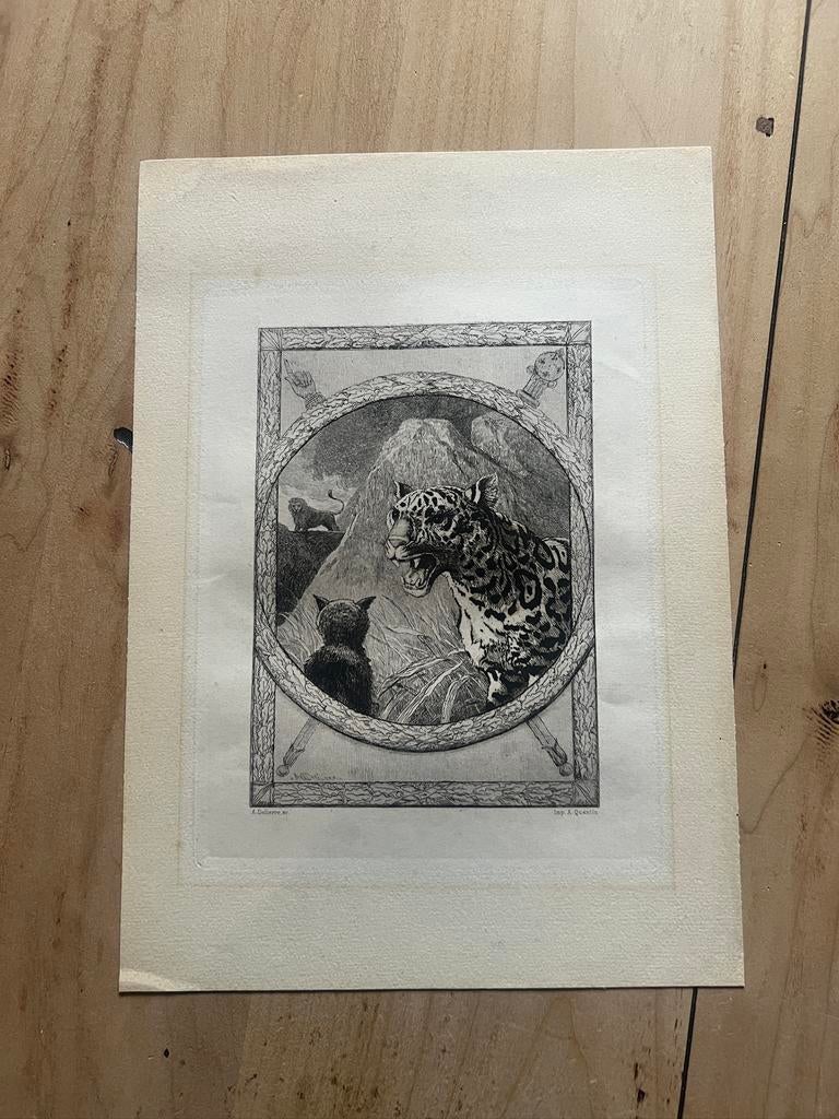 Vintage prent “panter”, Antiek en Kunst, Ophalen of Verzenden, Flora en Fauna