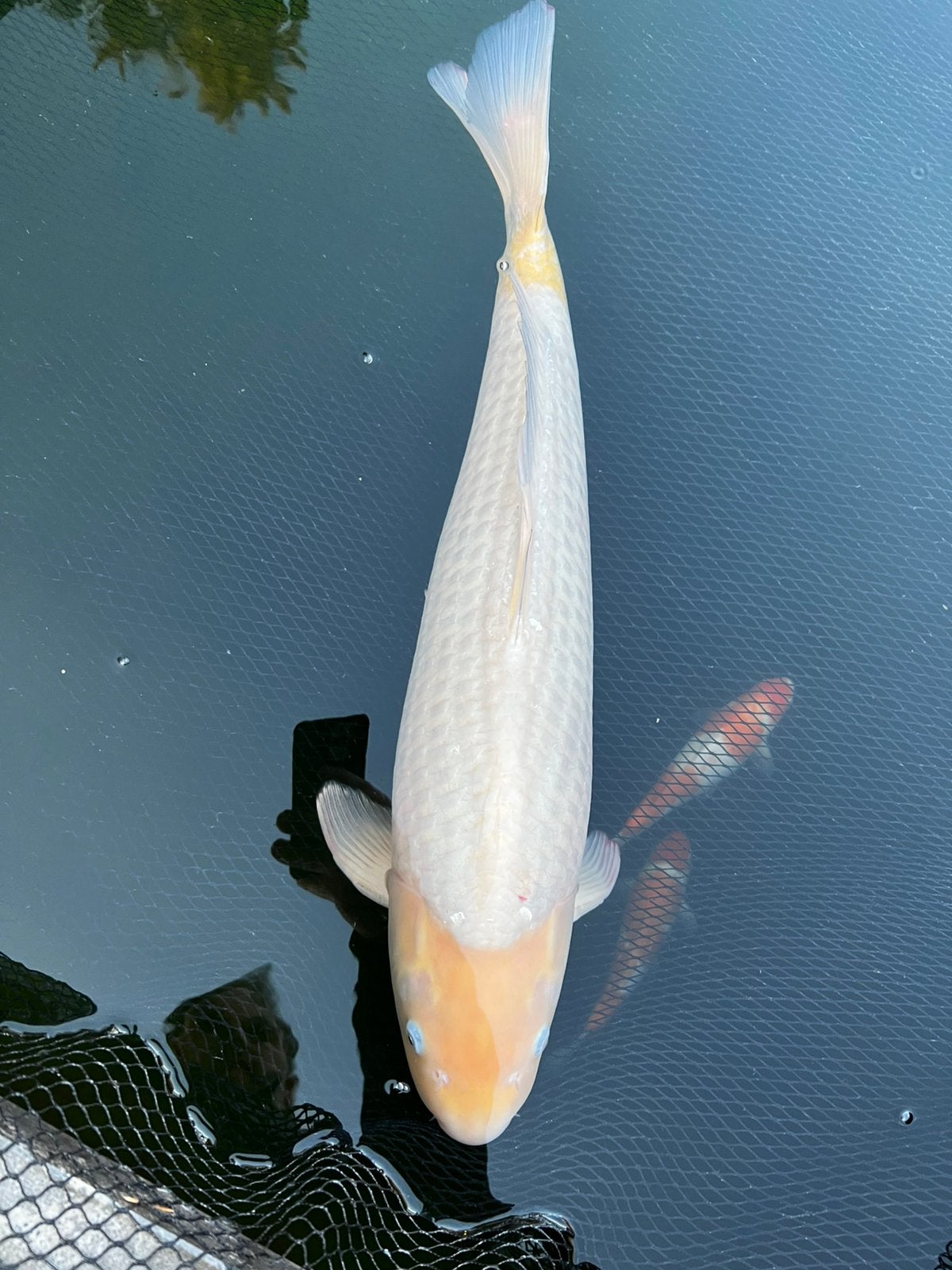 Koi karper chagoi 60cm, Dieren en Toebehoren, Vissen | Vijvervissen, Karper of Koi