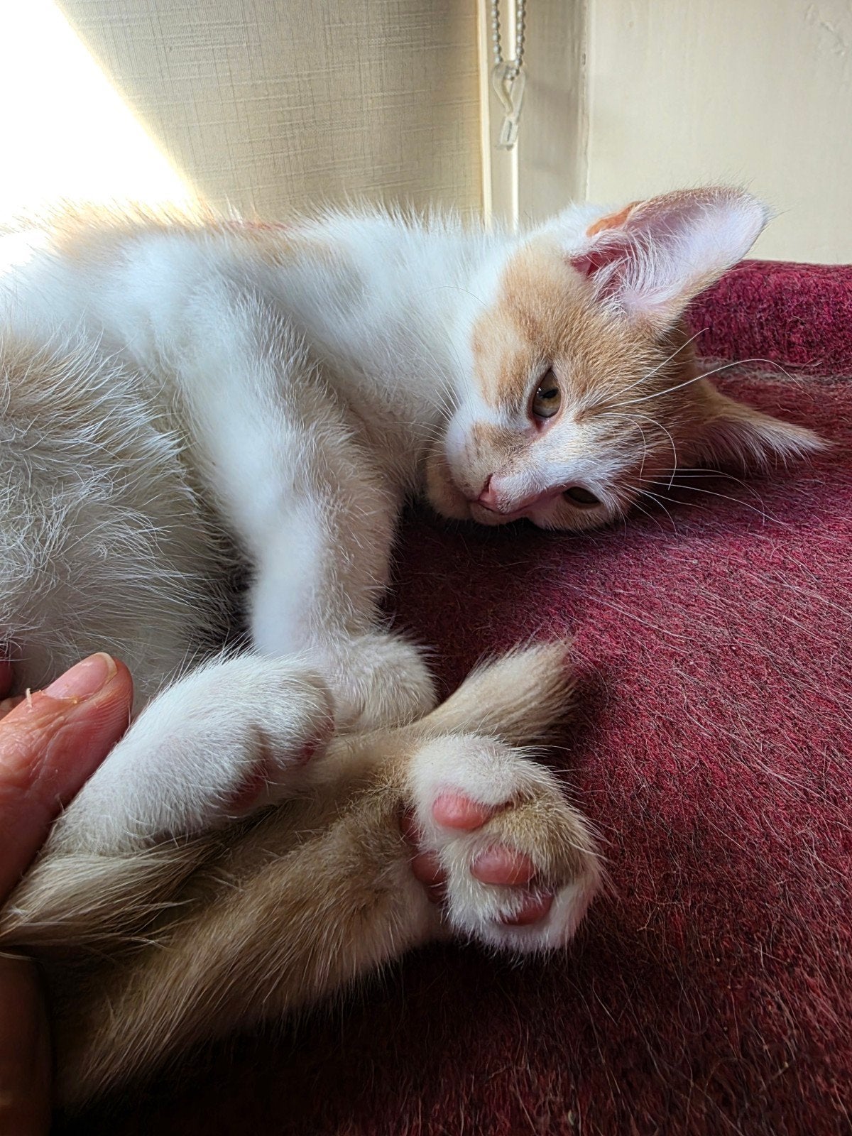 Kittens zoeken warm nest, Dieren en Toebehoren, Meerdere dieren, Ontwormd