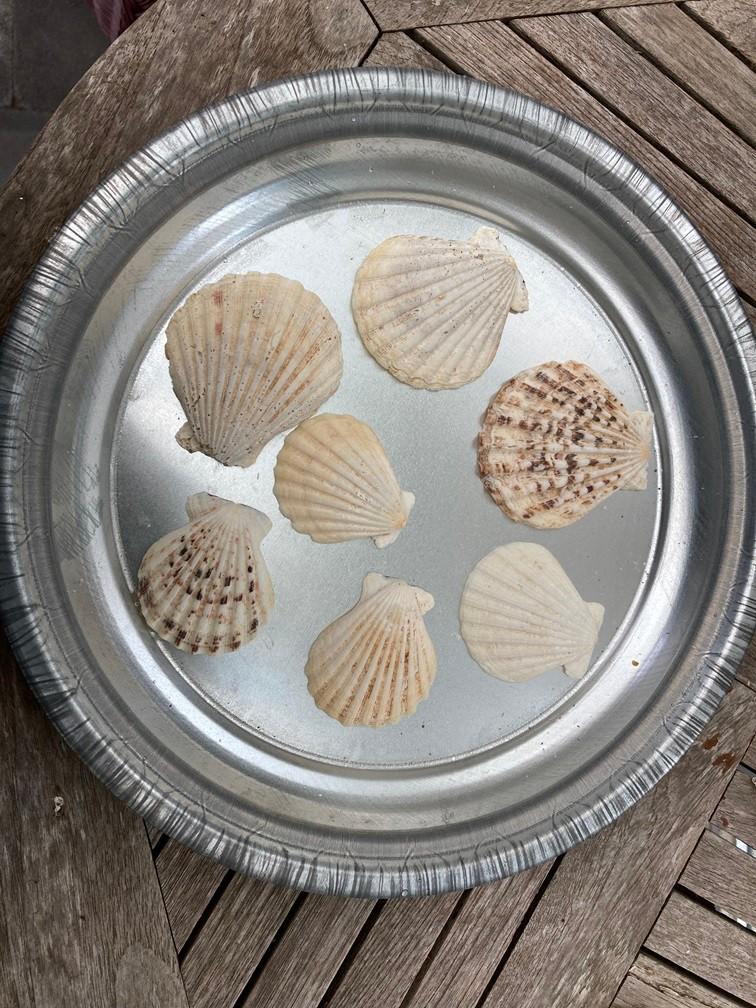 SCHELPEN 100 GRAM PECTEN RADULA NIEUW, Verzamelen, Mineralen en Fossielen, Ophalen of Verzenden, Schelp(en)