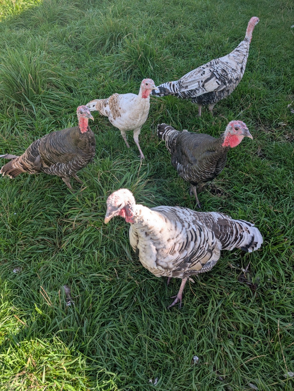 Kalkoenen te koop, Dieren en Toebehoren