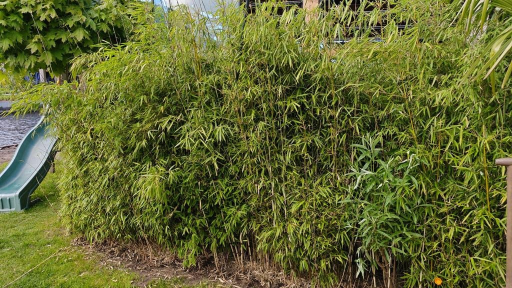 Gratis niet woekerende  bamboe (2  a 3 meter hoog), Ophalen, Vaste plant, Siergrassen, Bloeit niet