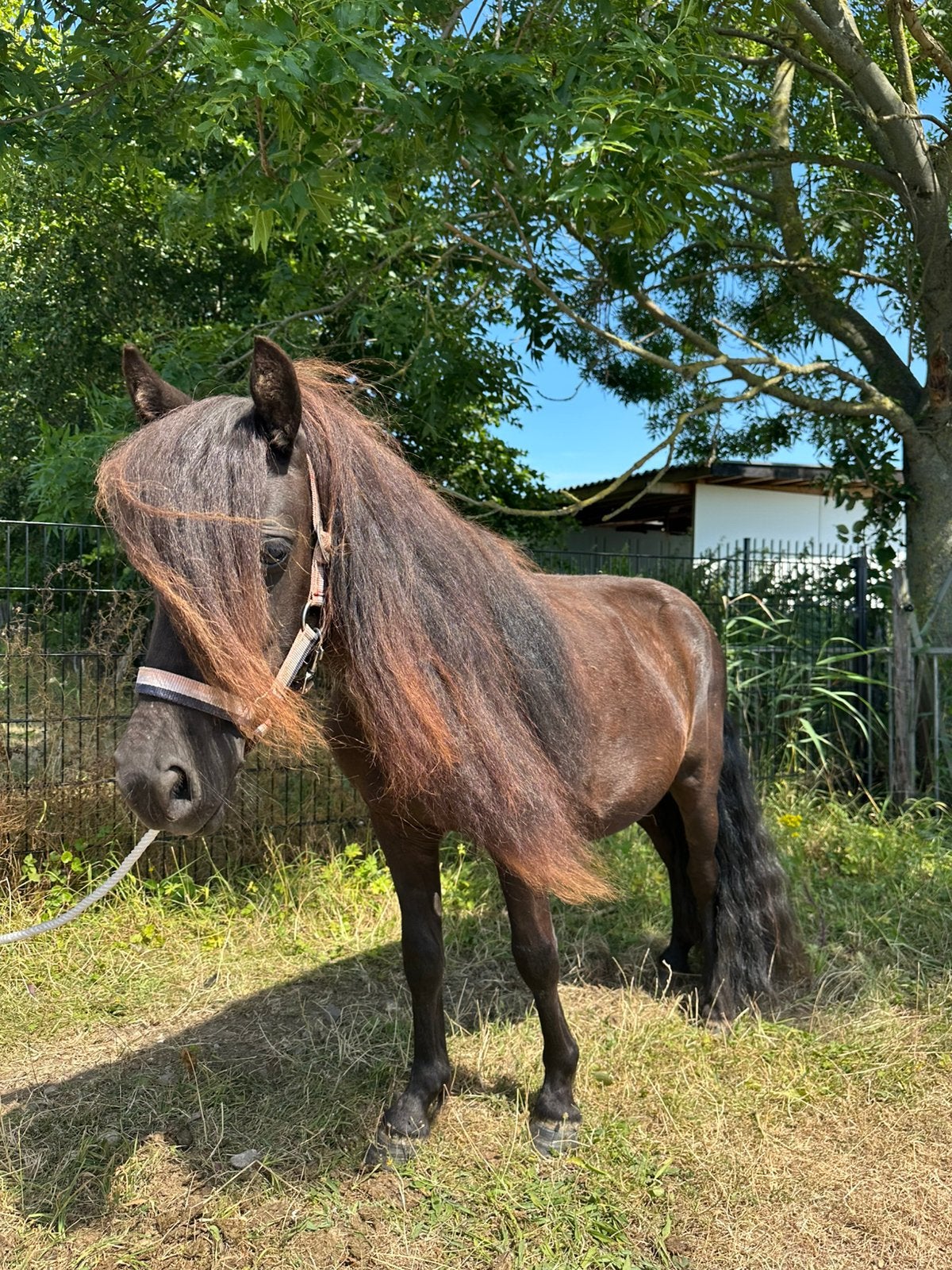 Shetlander merrie en ruin, Met stamboom, Zadelmak, A pony (tot 1.17m), 3 tot 6 jaar