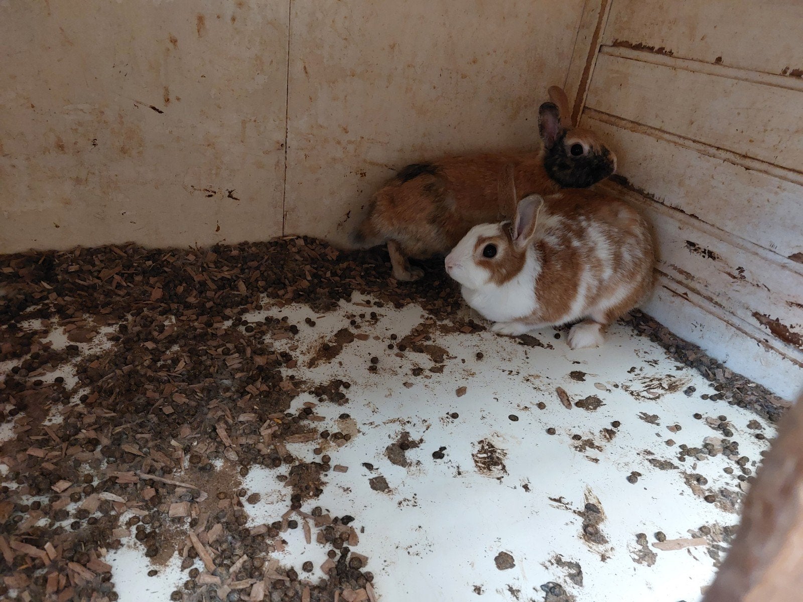 Dweg konijntjes  Hollandertjes, Dieren en Toebehoren, Meerdere dieren