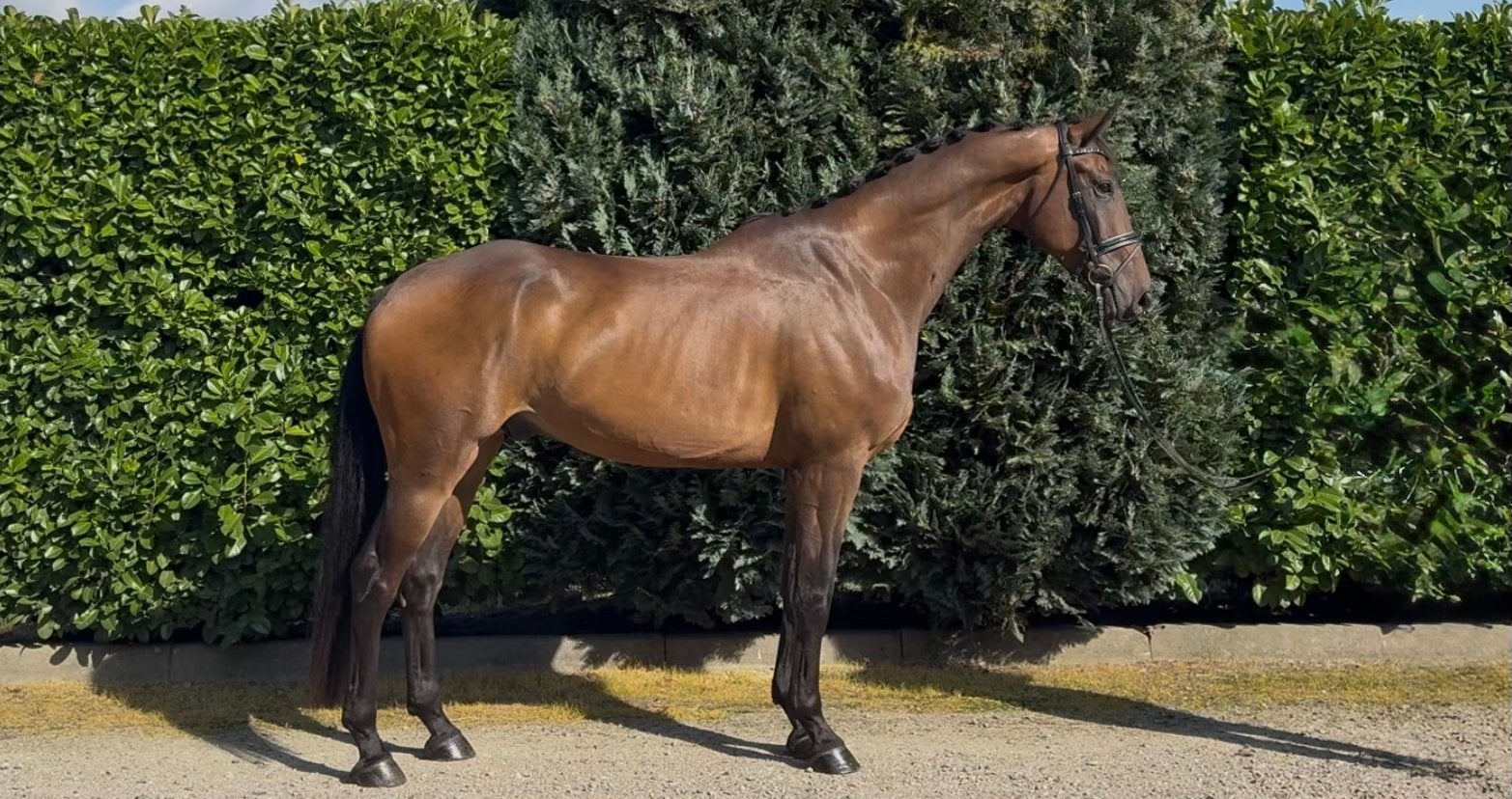 😍 Grote knappe ruin met potentie! 😍, Dieren en Toebehoren, Ruin, Dressuurpaard, Met stamboom, B