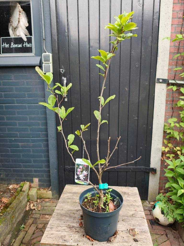 Magnolia Loenerni Leonard Messel, Ophalen, Minder dan 100 cm, Overige soorten, Zomer