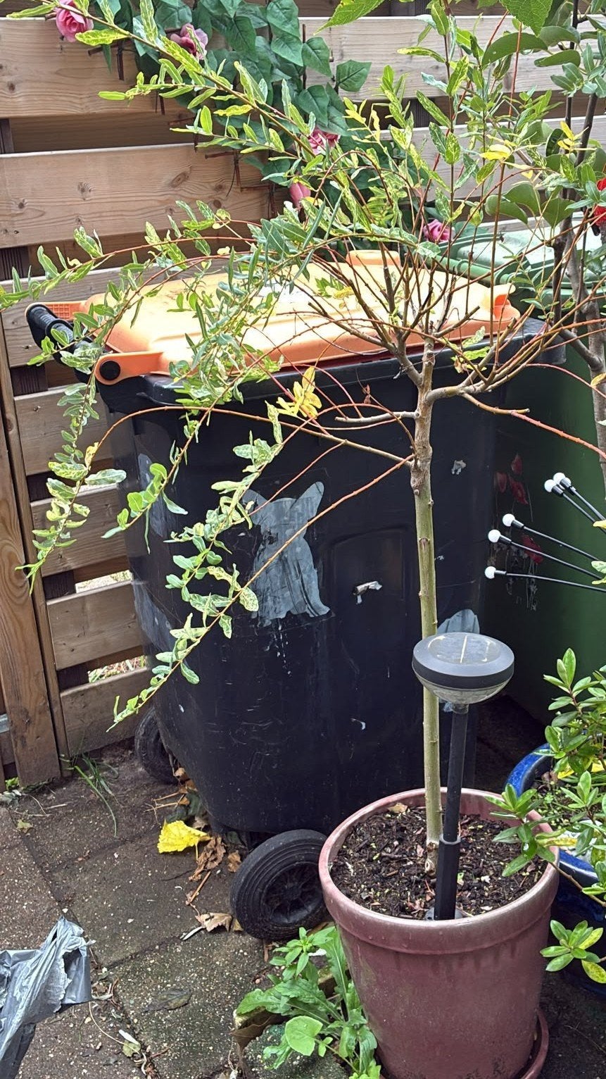 Bonte Wilg (Salix integra 'Hakuro-nishiki') in pot, Ophalen, Overige soorten, Struik, 100 tot 250 cm
