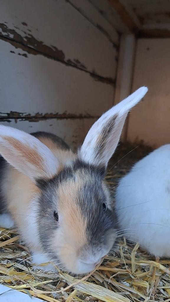 Prachtig getekende driekleur witoor ram van 31-3-2026, Dieren en Toebehoren, Konijnen, Mannelijk, Middelgroot, 0 tot 2 jaar