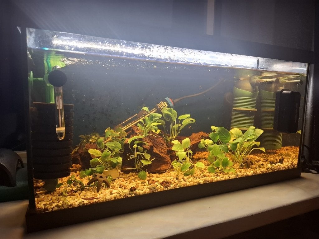 Anubias Aquariumplant Stekken, Ophalen, Nieuw, Plant(en), Steen of Hout