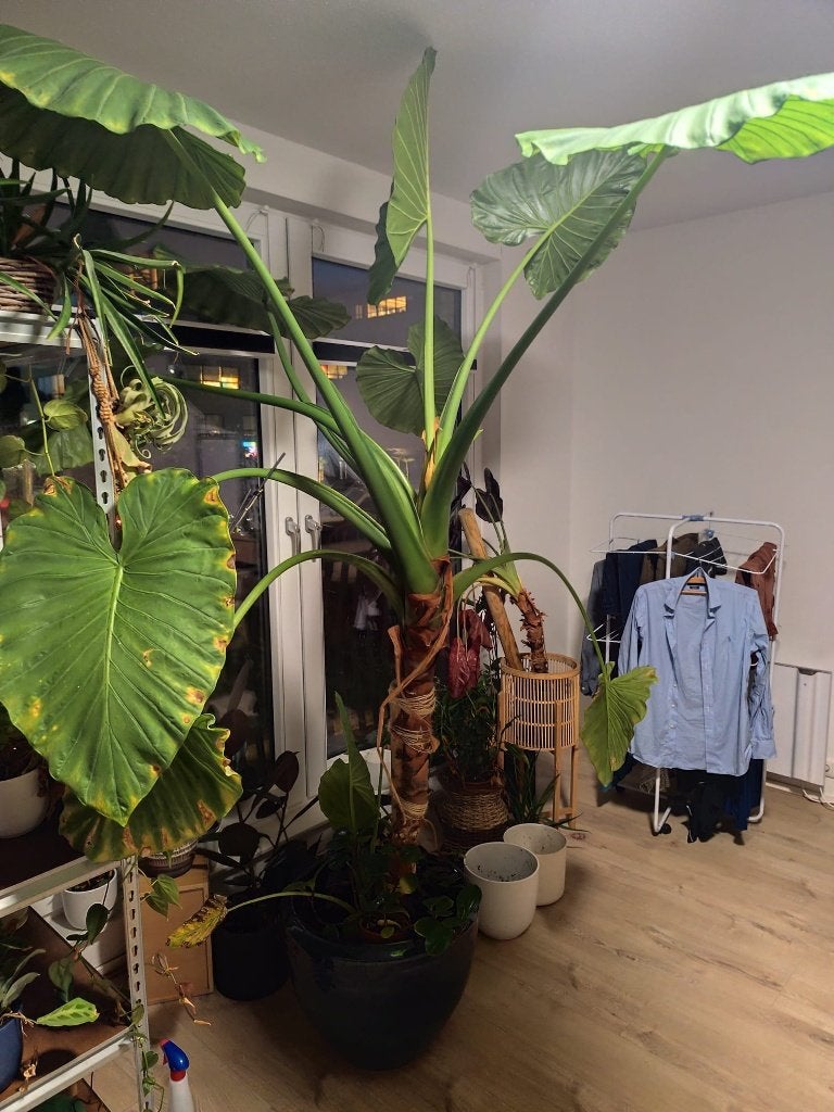 Grote olifantenoor - alocasia, Ophalen, 200 cm of meer, Overige soorten, Halfschaduw