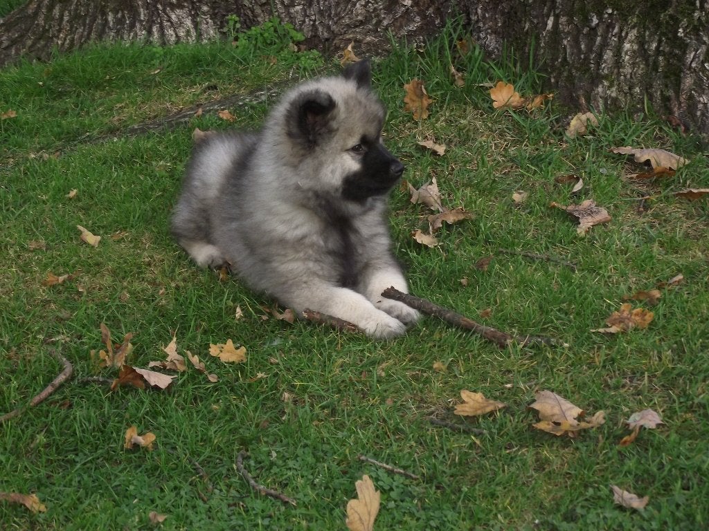 Keeshond pups, Dieren en Toebehoren, Keeshond, CDV (hondenziekte), 8 tot 15 weken, Meerdere