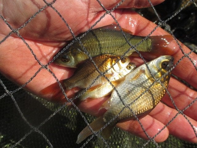 zwarte goudvissen, giebels van 12 tot 20 cm vanaf 1€/st, Karper of Koi