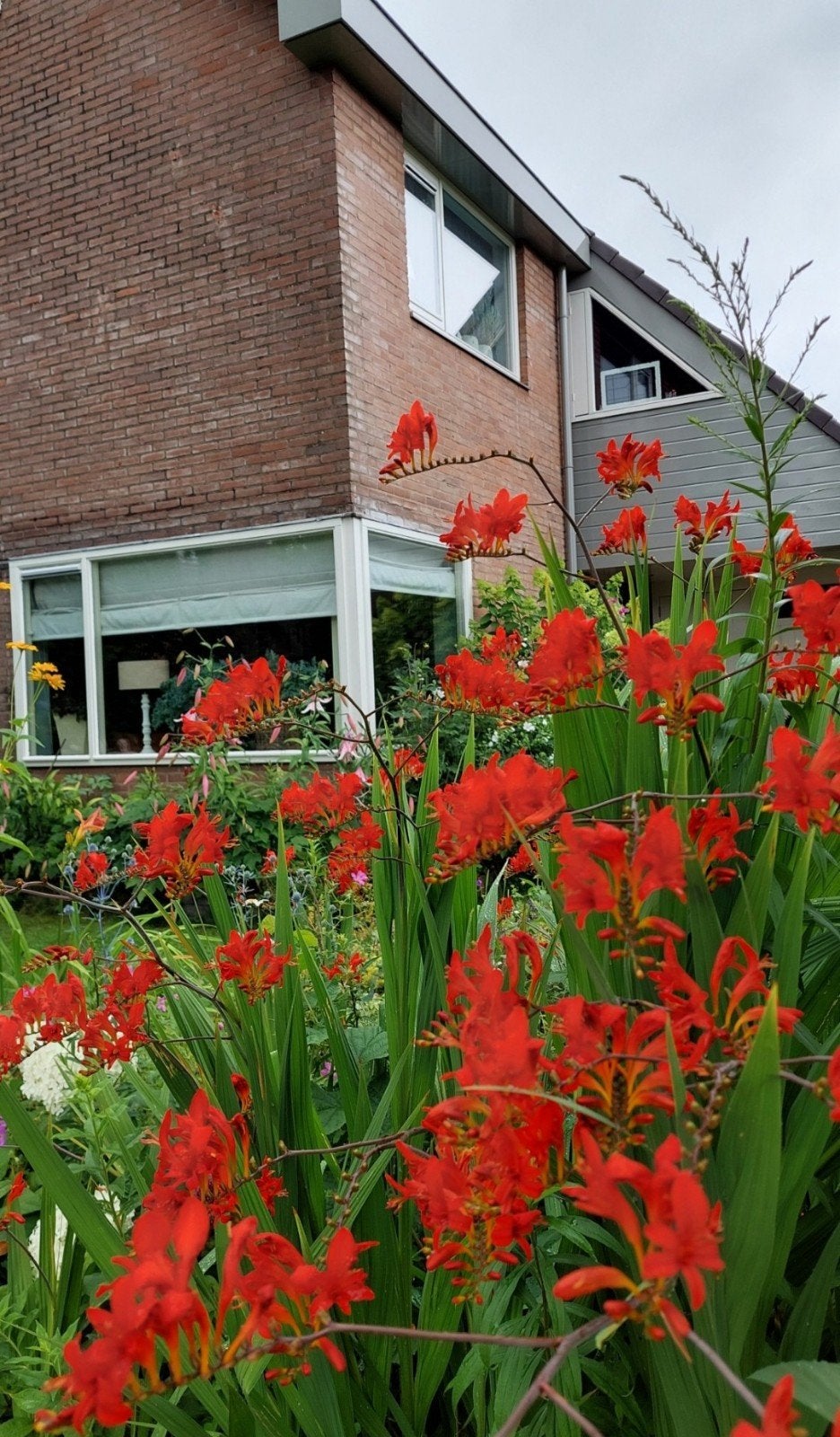 Rode Crocosmia Knollen - Levendige Tuinbloeiers, Ophalen of Verzenden, Voorjaar, Volle zon, Knol
