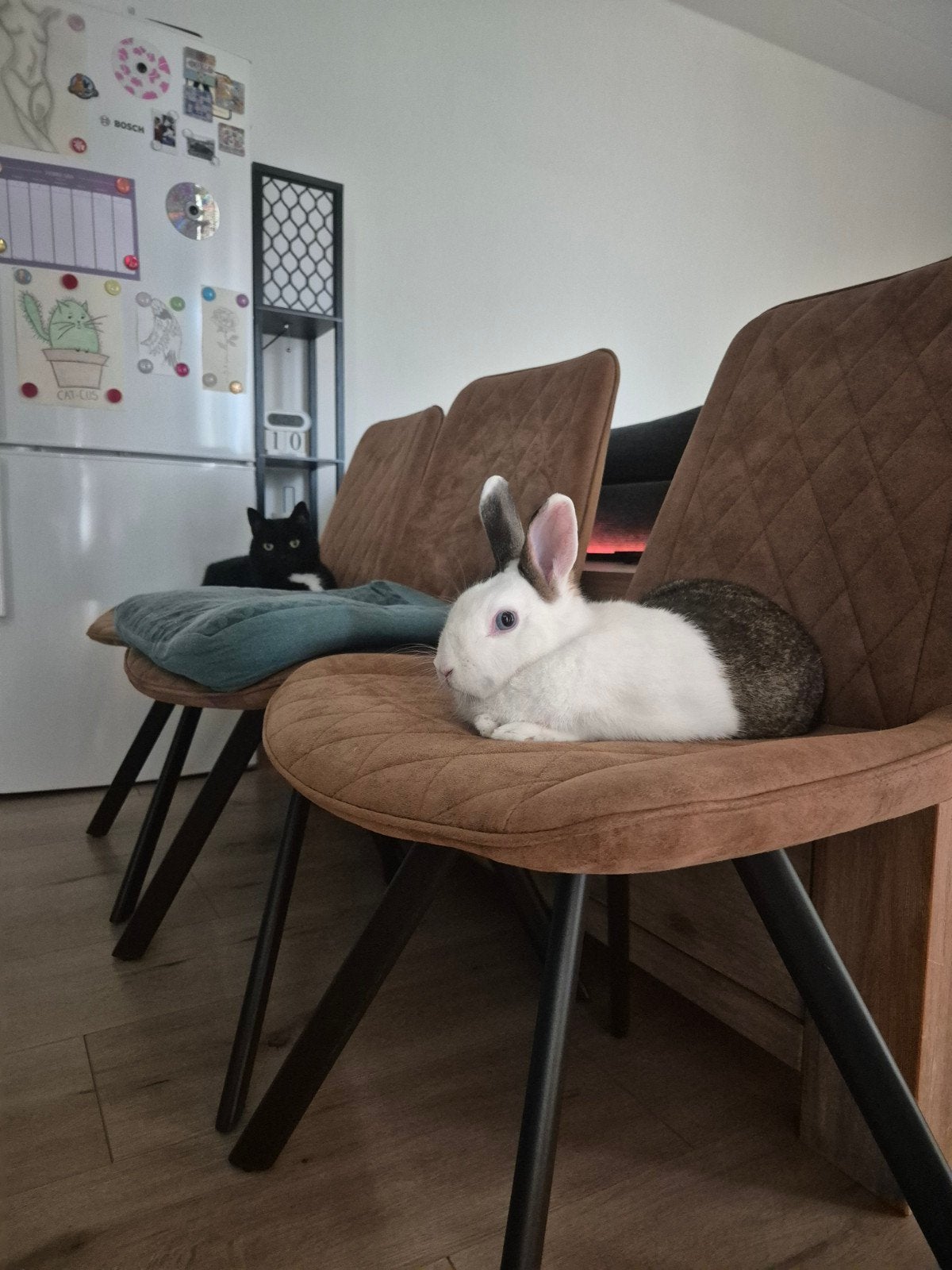 Lief Dwergkonijn zoekt een nieuw huisje!, Dieren en Toebehoren, Konijnen, Mannelijk, Dwerg, 0 tot 2 jaar