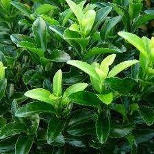 Euonymus europaeus "Green Spire" (Kardinaalshoed), Ophalen of Verzenden, Overige soorten, Struik, Minder dan 100 cm