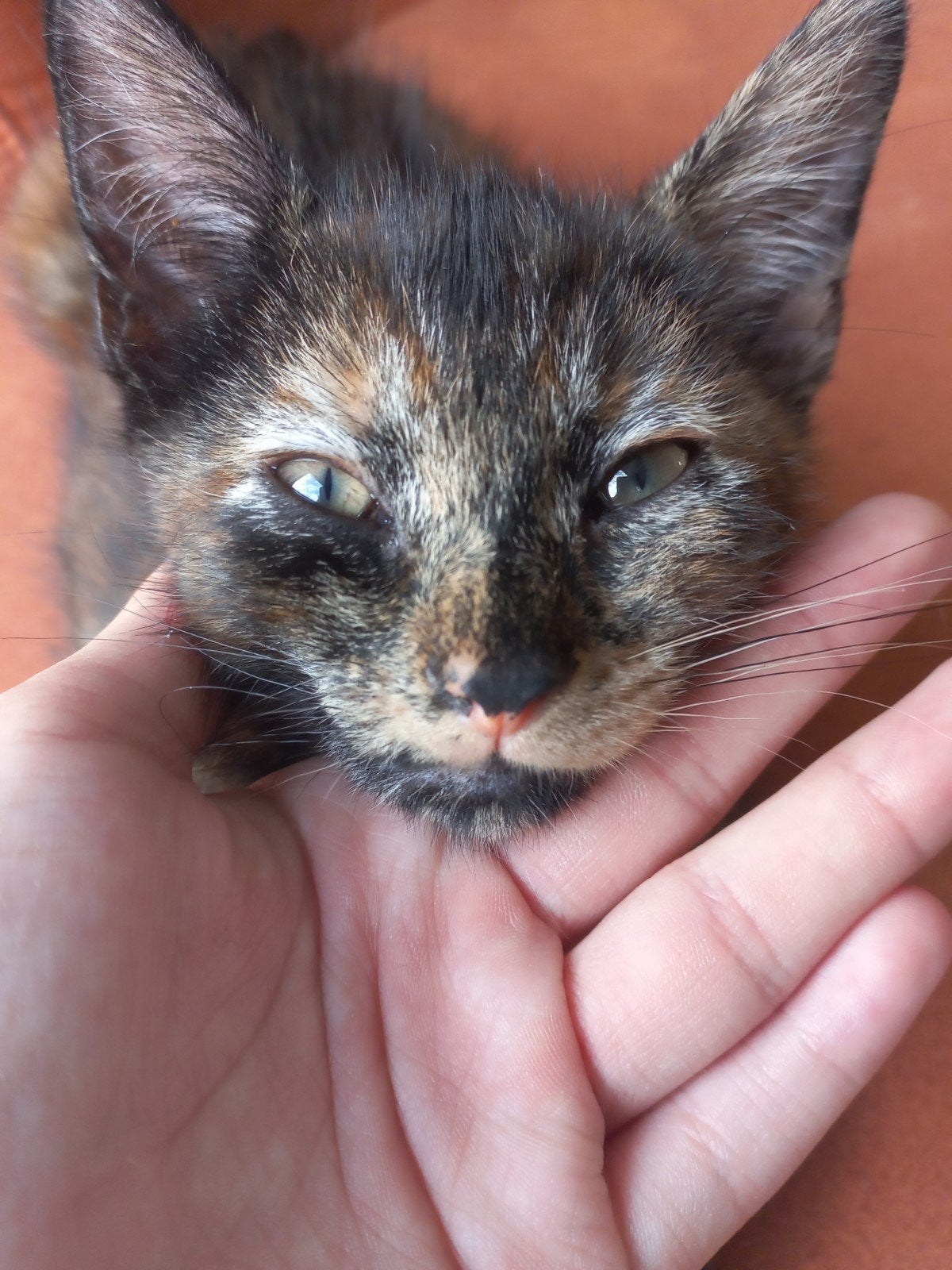 1 Zindelijke, lief en speelzame kitten!, Dieren en Toebehoren, Poes, Kortharig, 0 tot 2 jaar