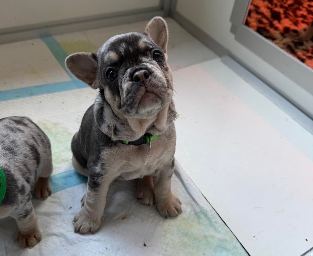 Prachtige franse bull blue lilac, Dieren en Toebehoren, Honden | Bulldogs, Pinschers en Molossers, 8 tot 15 weken, Teef, Parvo