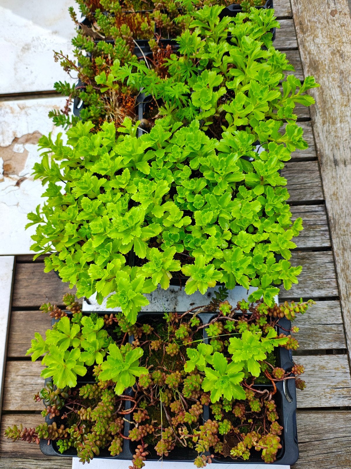 Sedum/vetplantjes, Ophalen, Bodembedekkers, Volle zon, Vaste plant