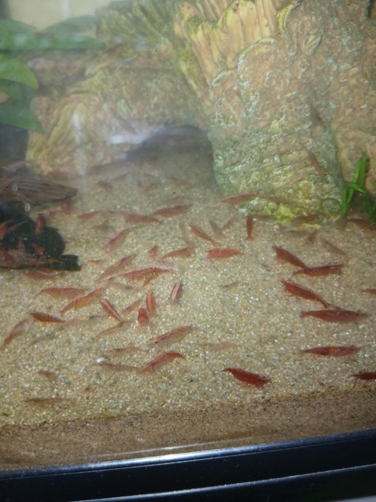 Rode garnalen, Dieren en Toebehoren, Kreeft, Krab of Garnaal