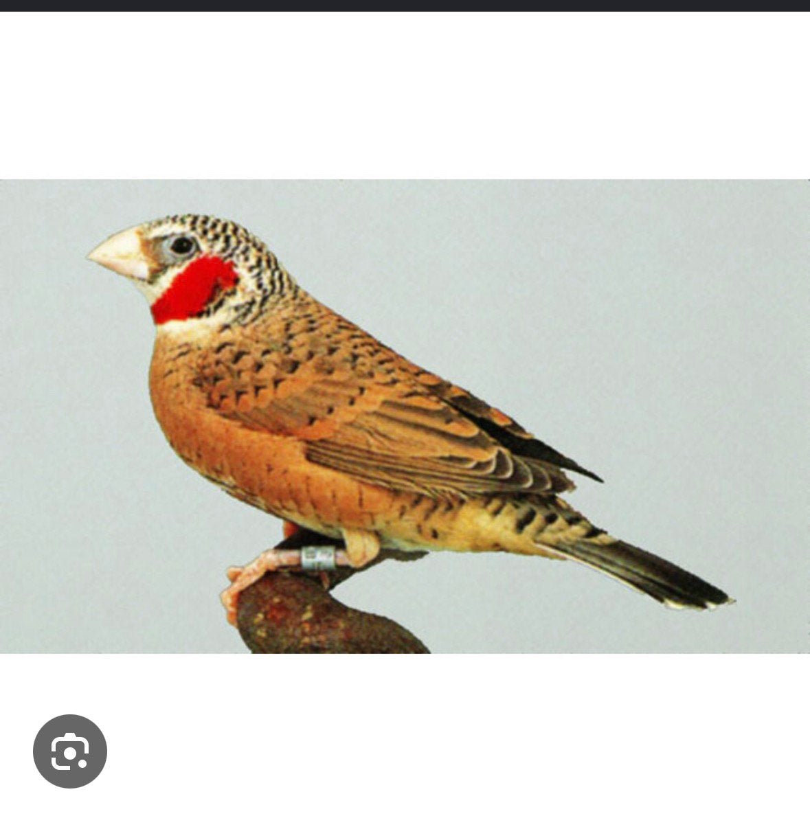 Gezocht bandvink man, Dieren en Toebehoren, Vogels | Overige Vogels, Mannelijk, Geringd