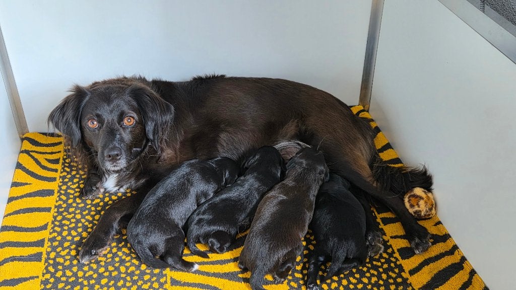 Markiesje pups, Parvo, Overige rassen, 8 tot 15 weken, Teef