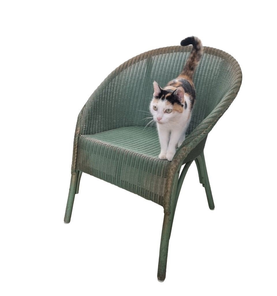 Lloyd Loom kuipfauteuil in groen - gedateerd Nov 1954, Ophalen, Gebruikt, 75 tot 100 cm, Metaal