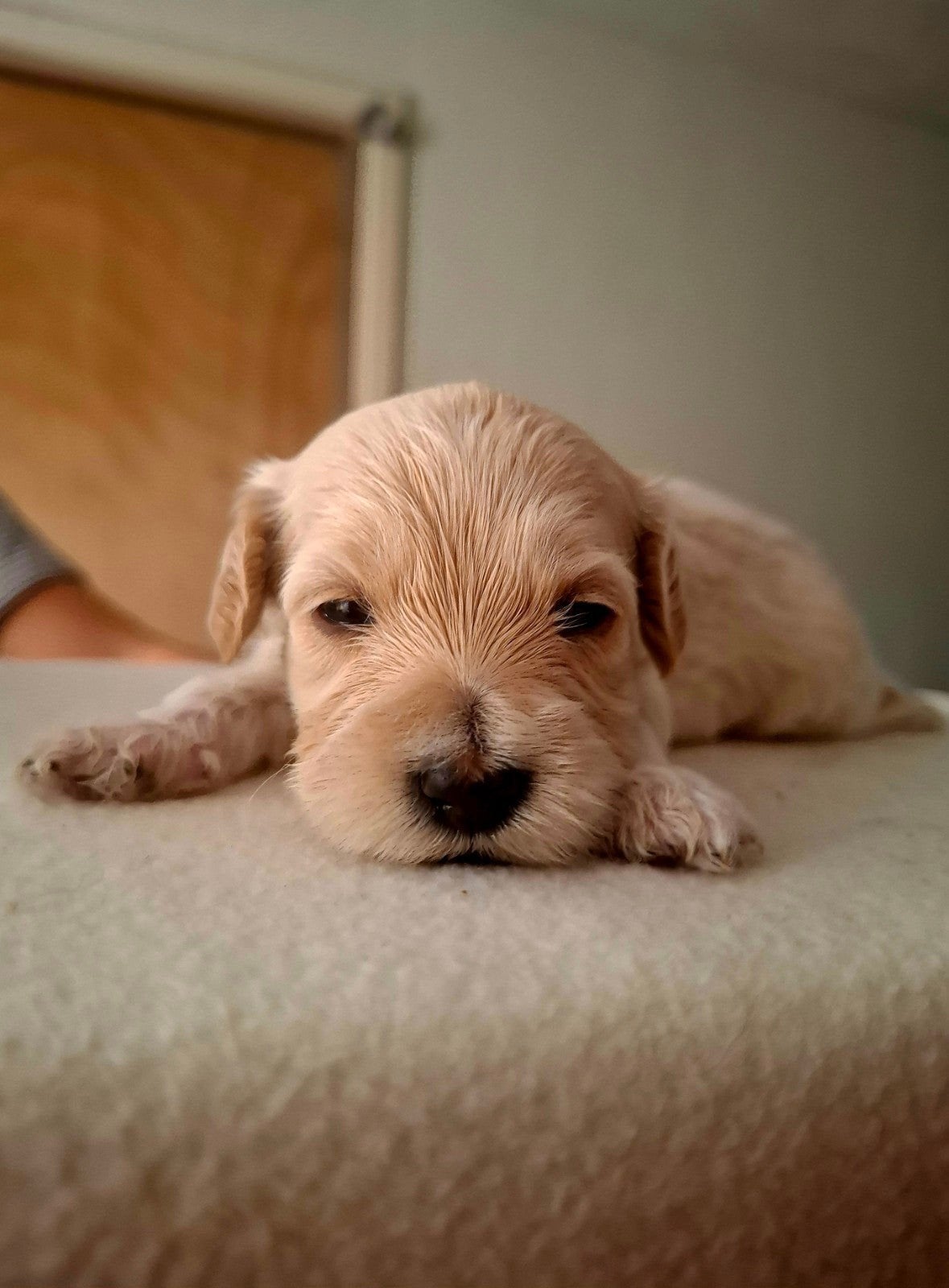 Labradoodle mini pups te koop (17 Sept geboorte), 8 tot 15 weken, Meerdere, Meerdere dieren, Klein