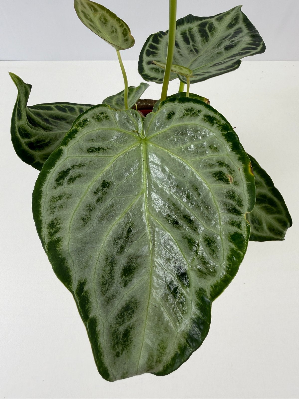 Anthurium Silver Blush Mint Mutatie - Uniek nr 1, Ophalen of Verzenden