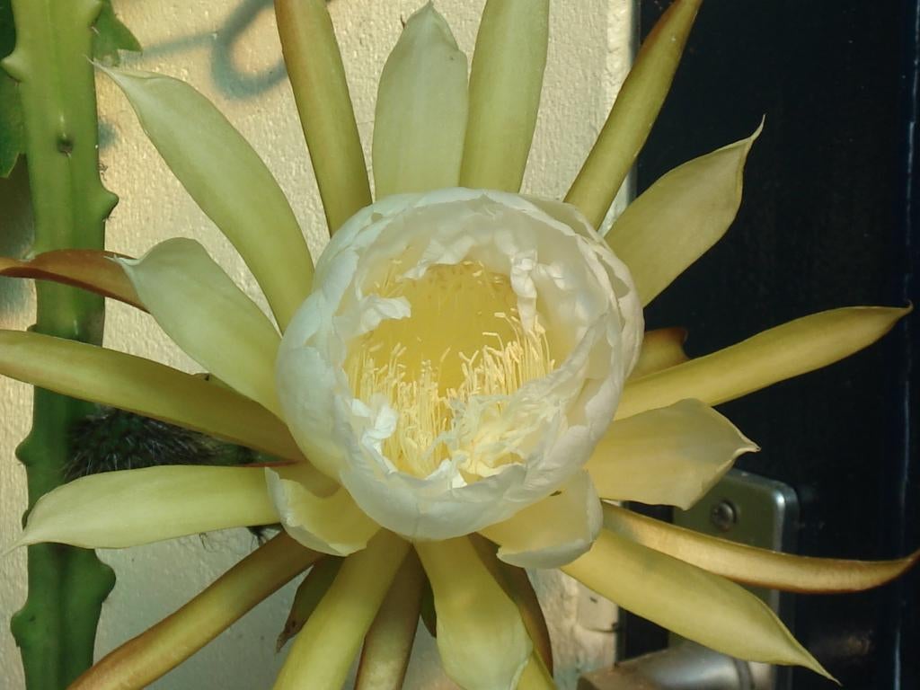 epiphyllum cactus seleni sereus hamatus gewortelde stekken, Minder dan 100 cm, Bloeiende kamerplant, Halfschaduw, Ophalen of Verzenden