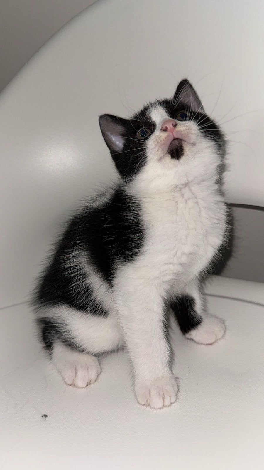 Kitten te koop, Dieren en Toebehoren, Katten en Kittens | Raskatten | Korthaar, Poes