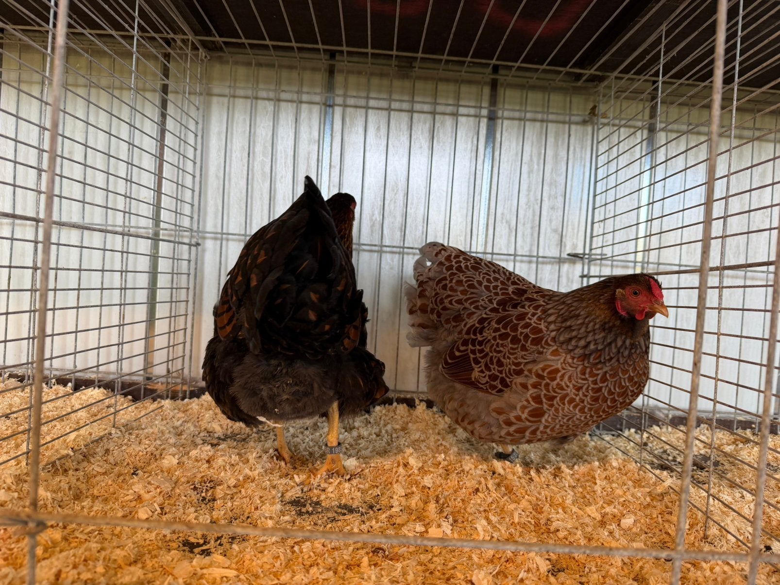 Wyandotte krielen, Dieren en Toebehoren, Meerdere dieren, Kip
