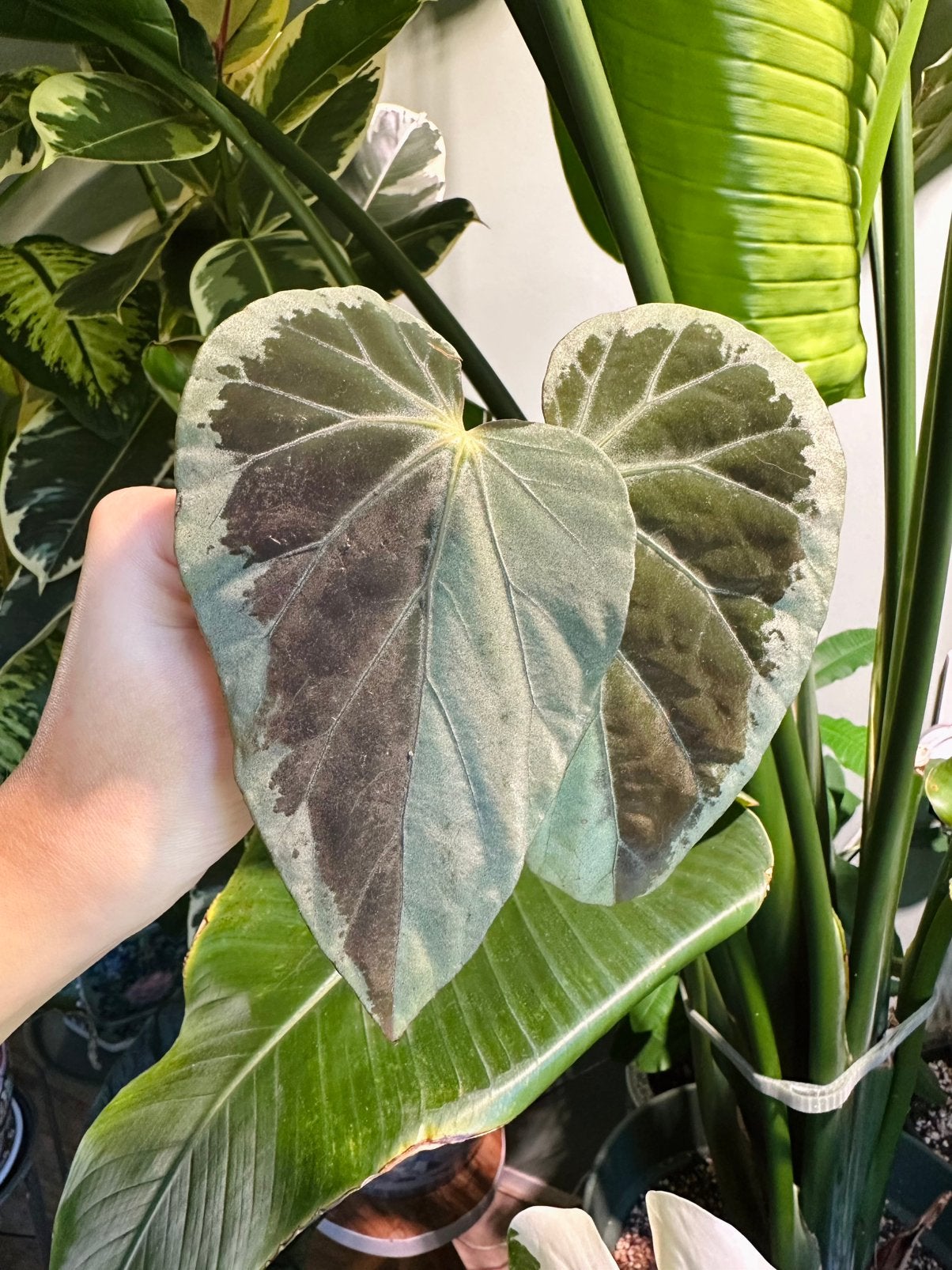 Begonia burkilli, Ophalen of Verzenden, Halfschaduw, Minder dan 100 cm