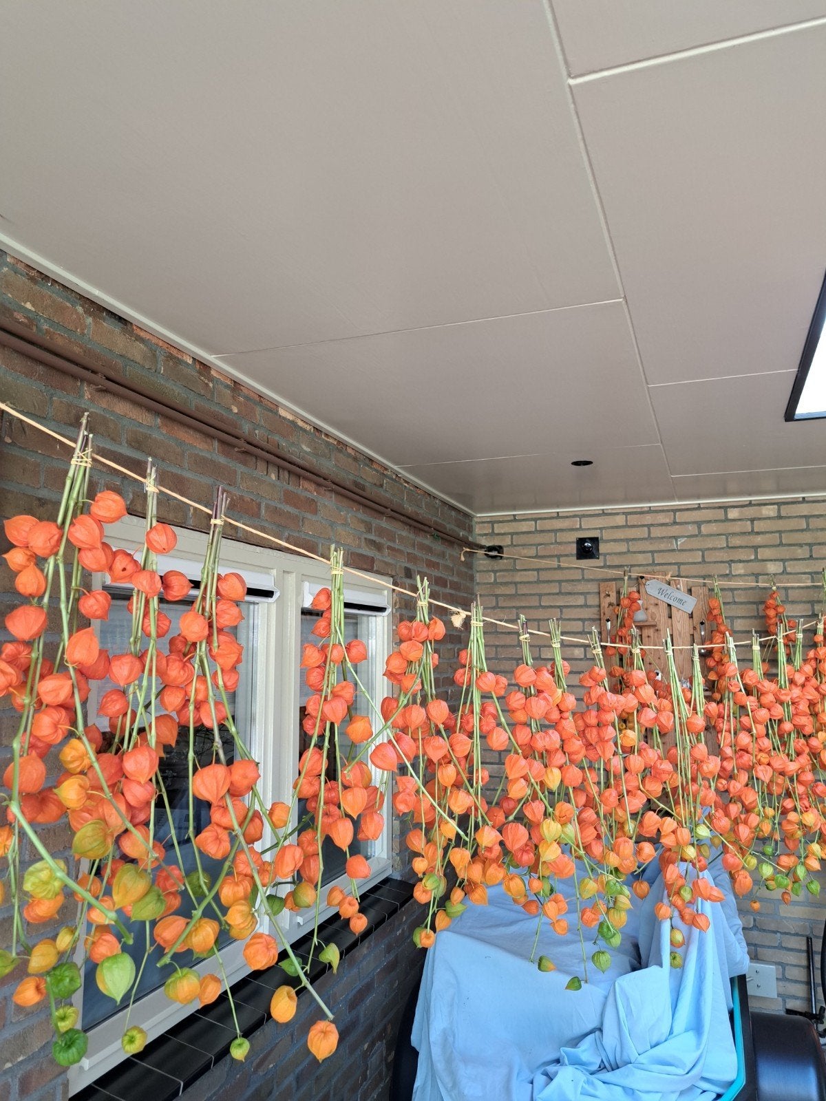 lampionnen physalis bloemen, Tuin en Terras, Planten | Tuinplanten, Ophalen of Verzenden, Overige soorten, Volle zon