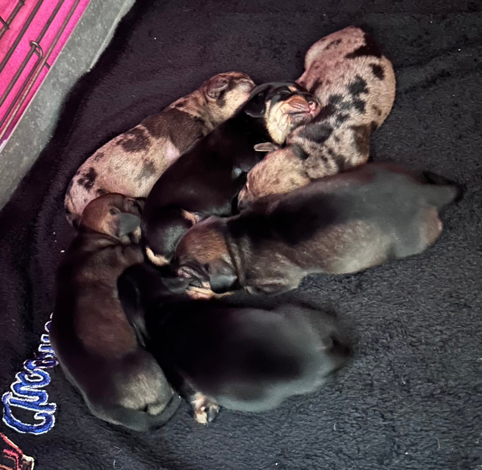 Ruwharige teckel pups te reserveren, Standaard, CDV (hondenziekte), 8 tot 15 weken, Meerdere