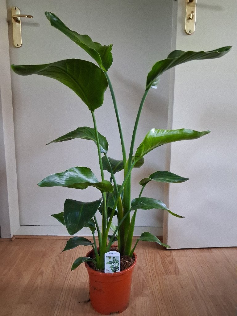 Strelitzia Nicolai (3 stekken) - Paradijsvogelplant H:125cm., Ophalen, Overige soorten, Halfschaduw, Minder dan 100 cm